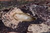 tesařík (Brouci), Grammoptera ruficornis, Cerambycidae, Lepturini (Coleoptera)
